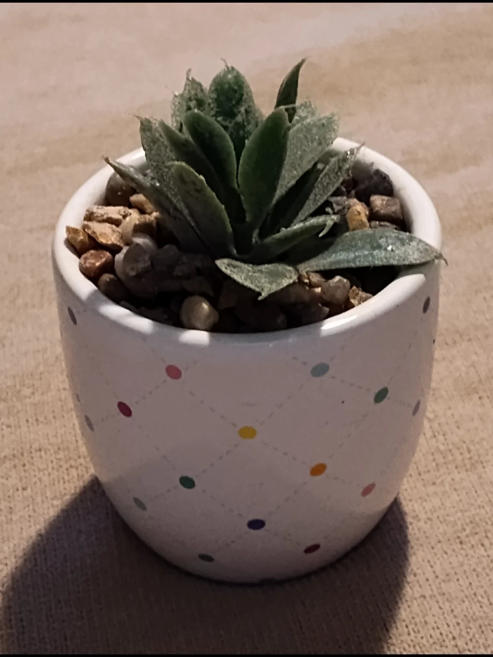Small Green Succulent in Polka Dot Ceramic Pot